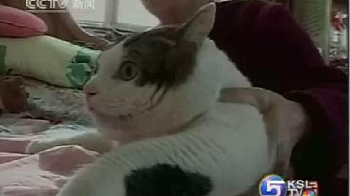 China Home to 33-Pound "Feline Monster"