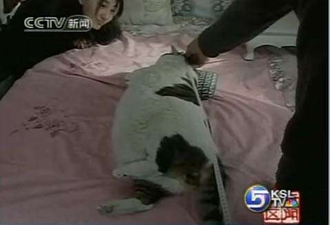 China Home to 33-Pound "Feline Monster"