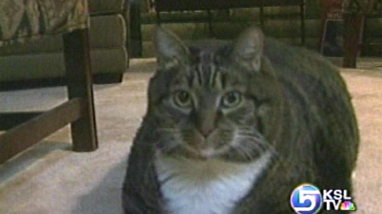 Georgia Feline Tips the Scale at 45 Pounds