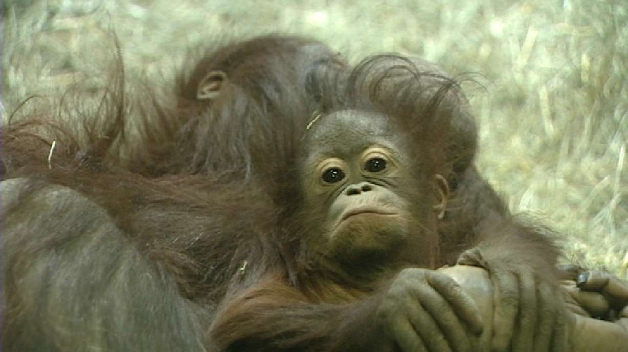 Hogle Zoo Introduces Young Orangutan
