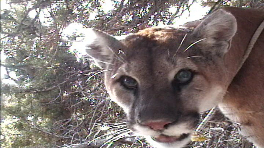 GPS Units Tracking Trips of Mountain Lions