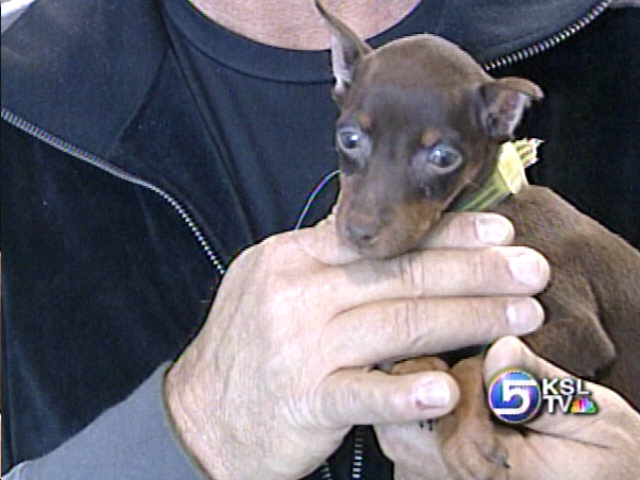 Puppy Stolen from Pet Store