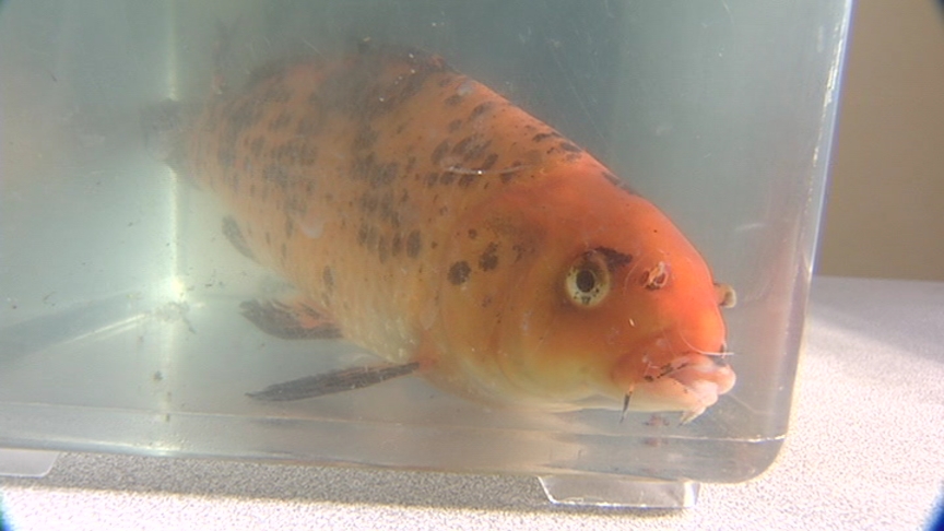 Surgery on Fish? It's No Fish Tale