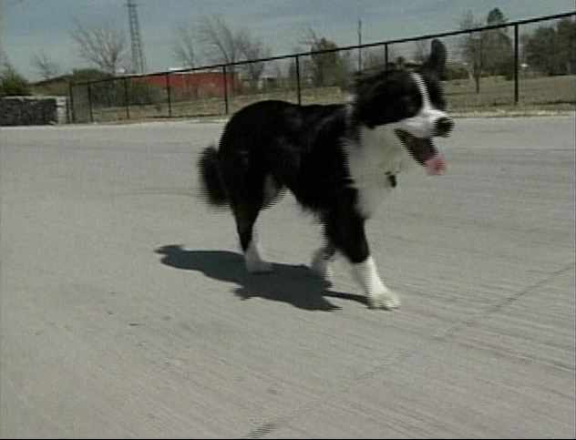 Dog Runs for Office in Texas