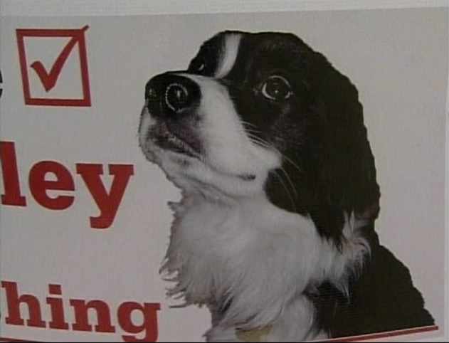 Dog Runs for Office in Texas