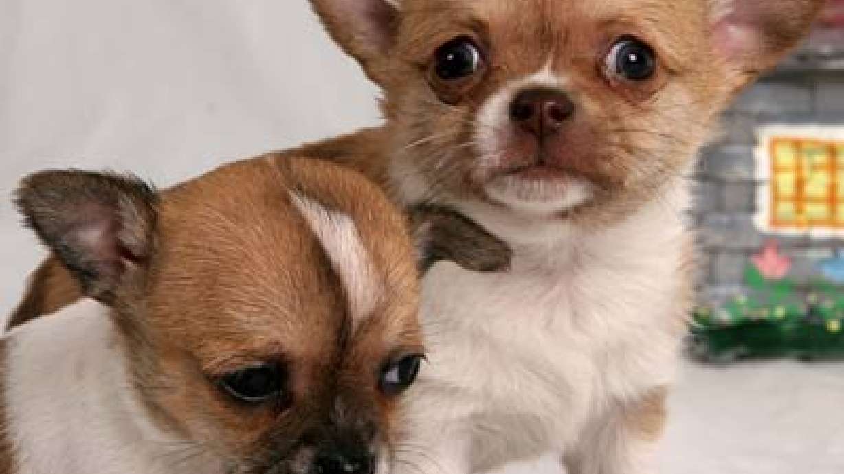 Closer Look: Doggie Fashion All the Rage