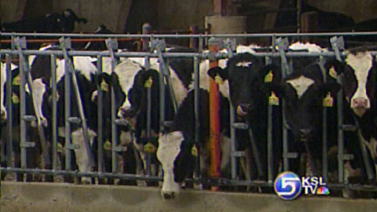 Draper Dairy Moving to Payson