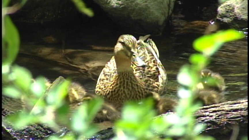 Officials to Check Migrating Birds for Bird Flu