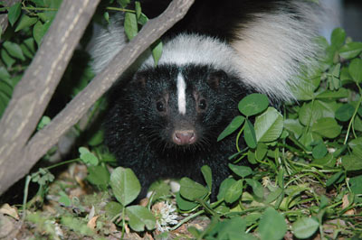 Springville Teens Skunked by Skunk