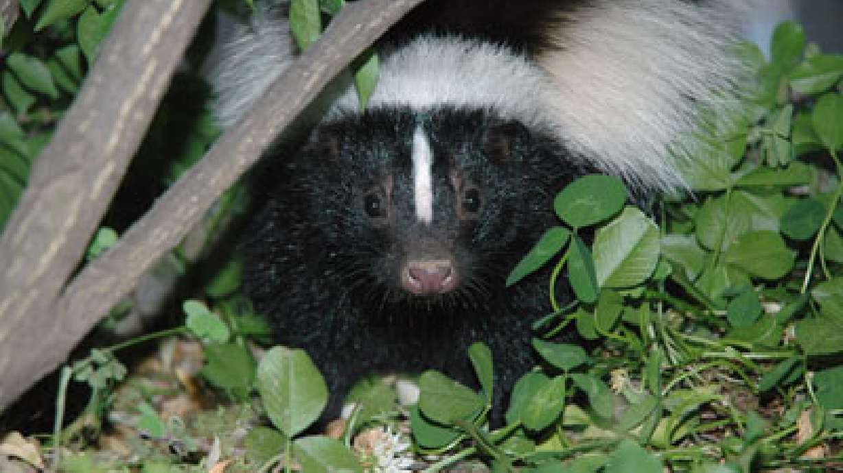 Springville Teens Skunked by Skunk