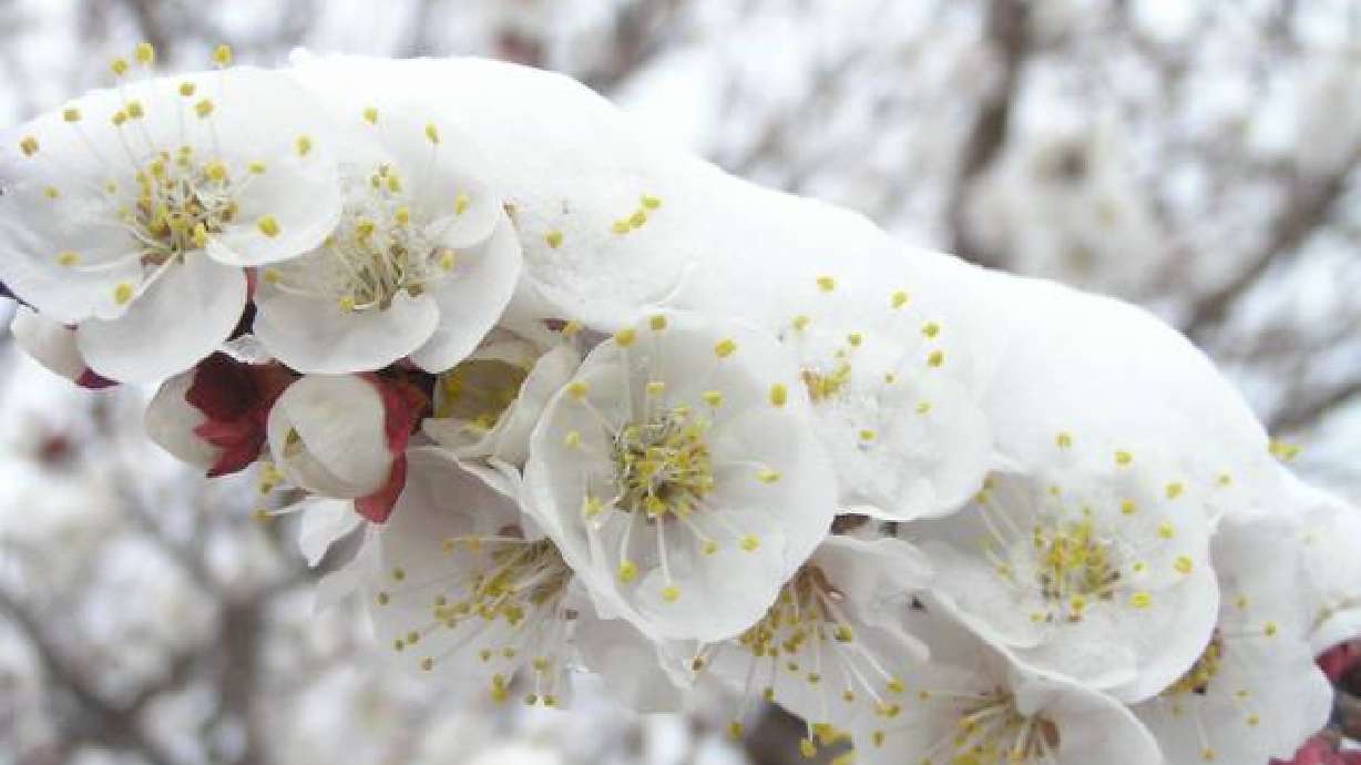 Average Snow and Freeze Dates