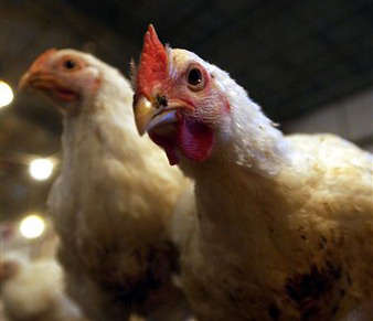 Officials Take Precautions to Prevent Bird Flu