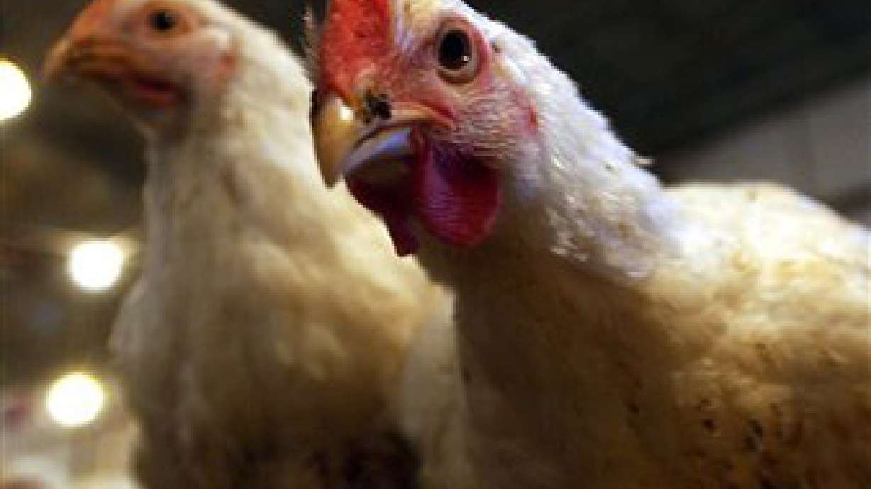 Closer Look: Bird Flu Response