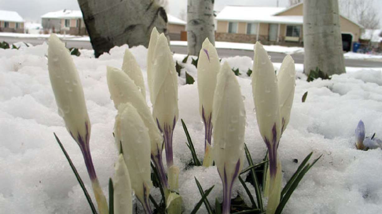 Spring in Utah 2006 - Part I