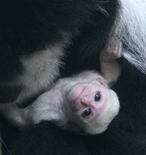 Zoo Wants Public Input to Name Baby Monkey