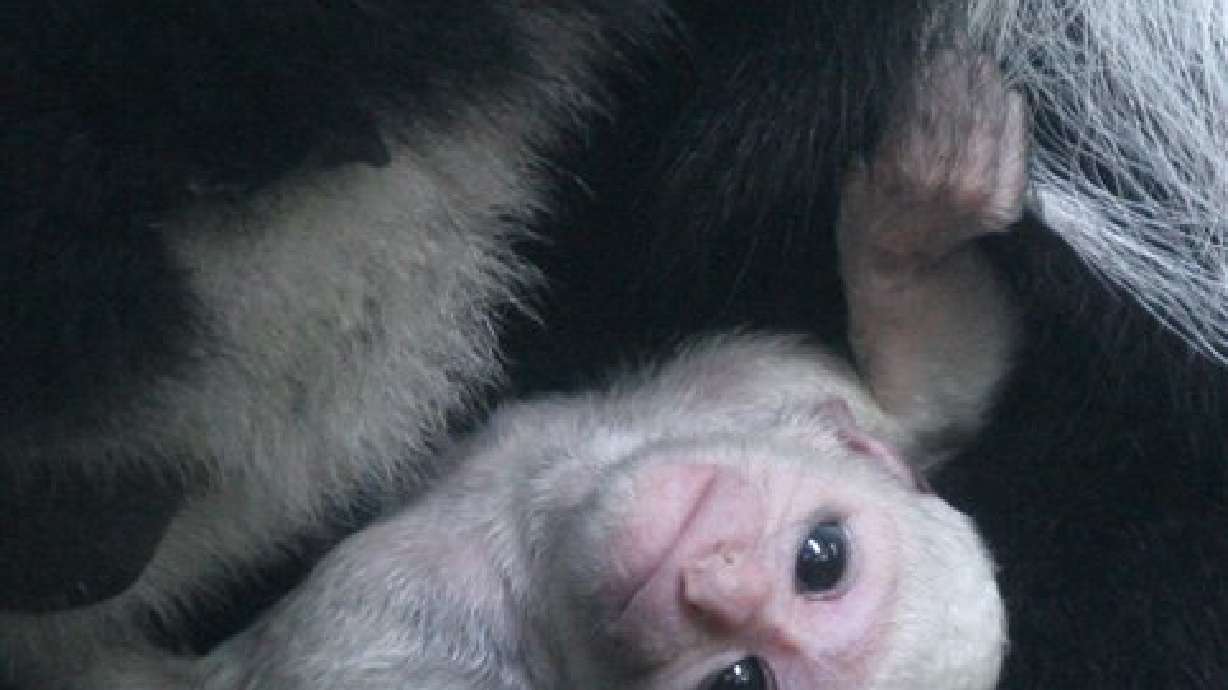 Zoo Wants Public Input to Name Baby Monkey