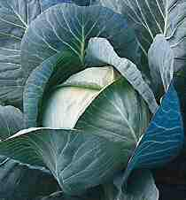 The Brassica Vegetables