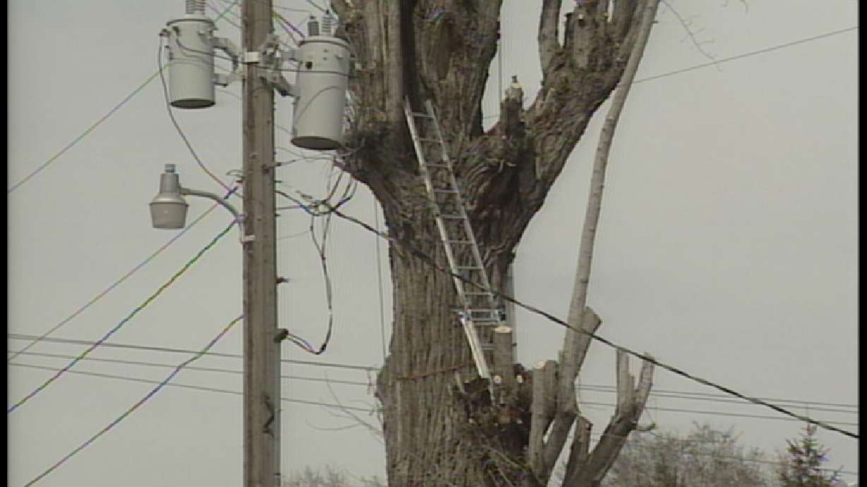 Tree Trimmer Falls onto Live Wire
