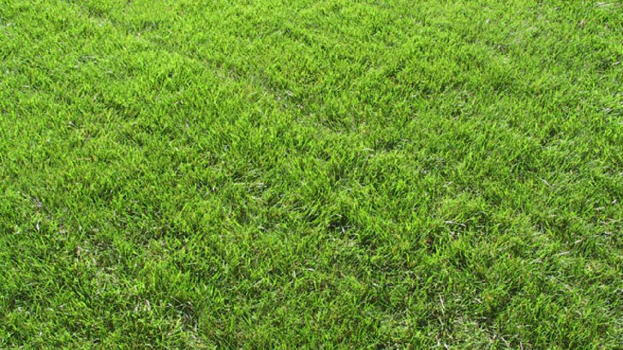 Proper Techniques For Installing Sod