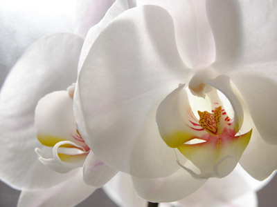 Unusual But Sweet Smelling Orchids