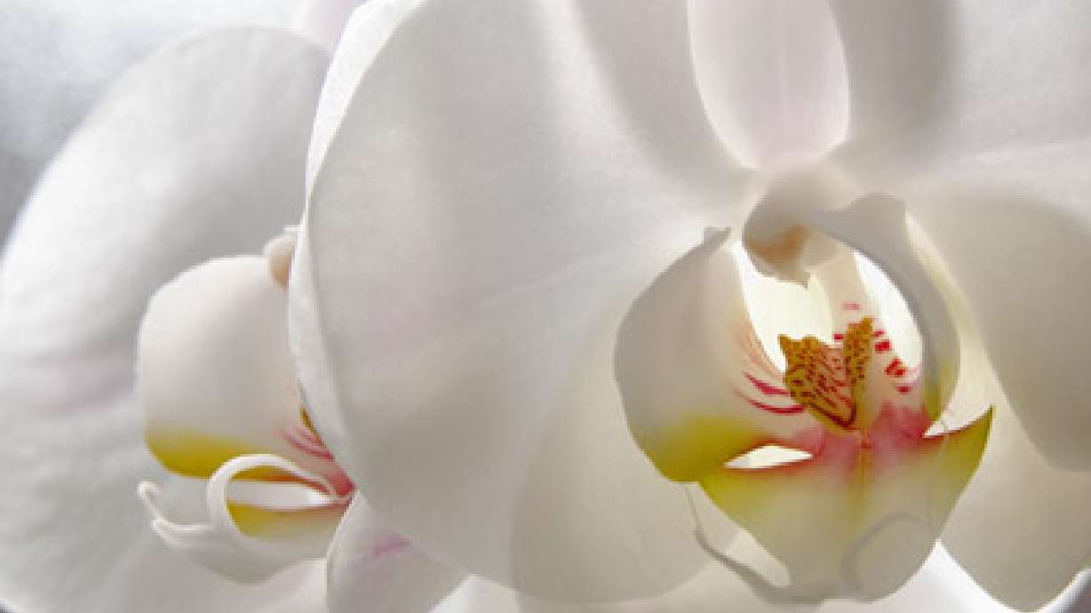 Unusual But Sweet Smelling Orchids