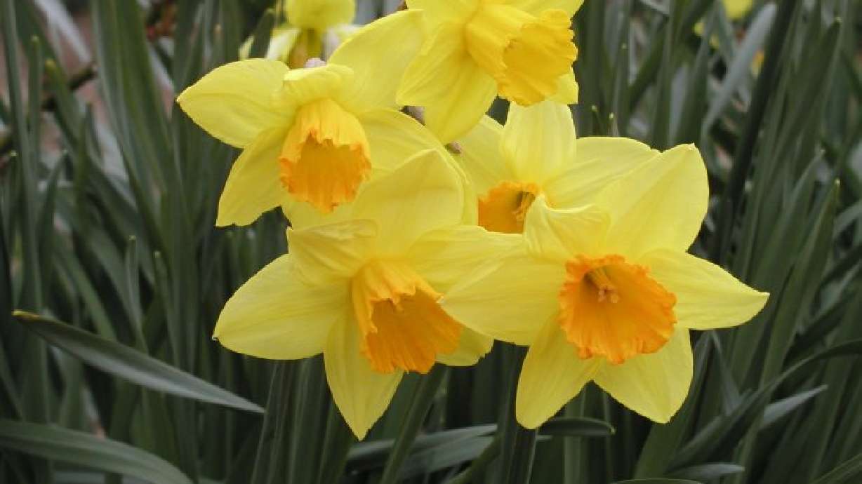 Beautiful Spring Bulbs