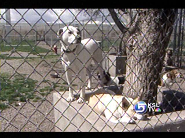 Woman Jailed for Having Too Many Dogs