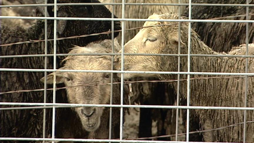 Accusations of Abuse and Neglect of Sheep in Huntsville