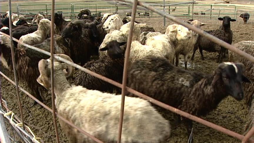 Accusations of Abuse and Neglect of Sheep in Huntsville