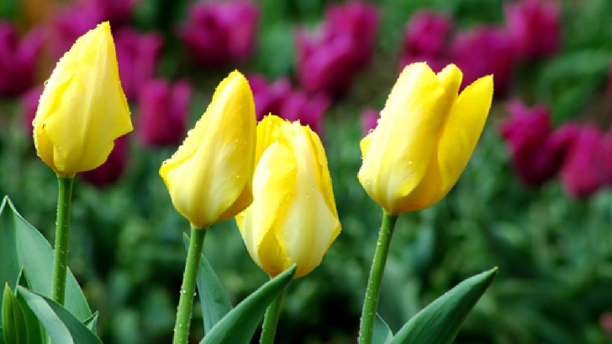 Closer Look: Thanksgiving Point Gardeners' Tips