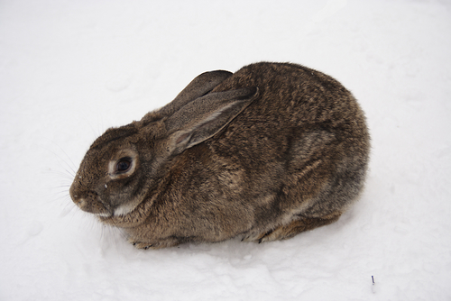 Tips on keeping animals safe outside in the winter
