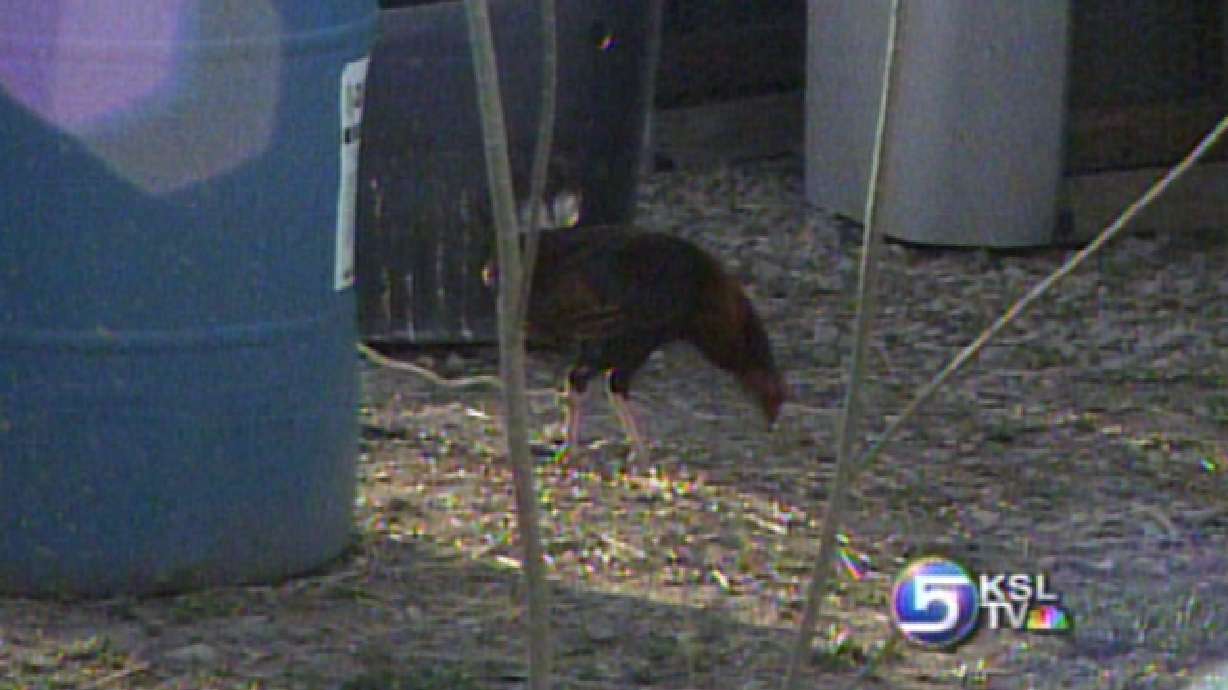 Fire Crews Discover Possible Cockfighting Birds