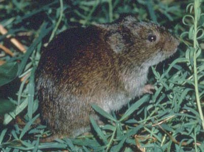 Influx of Voles Infest Tooele County