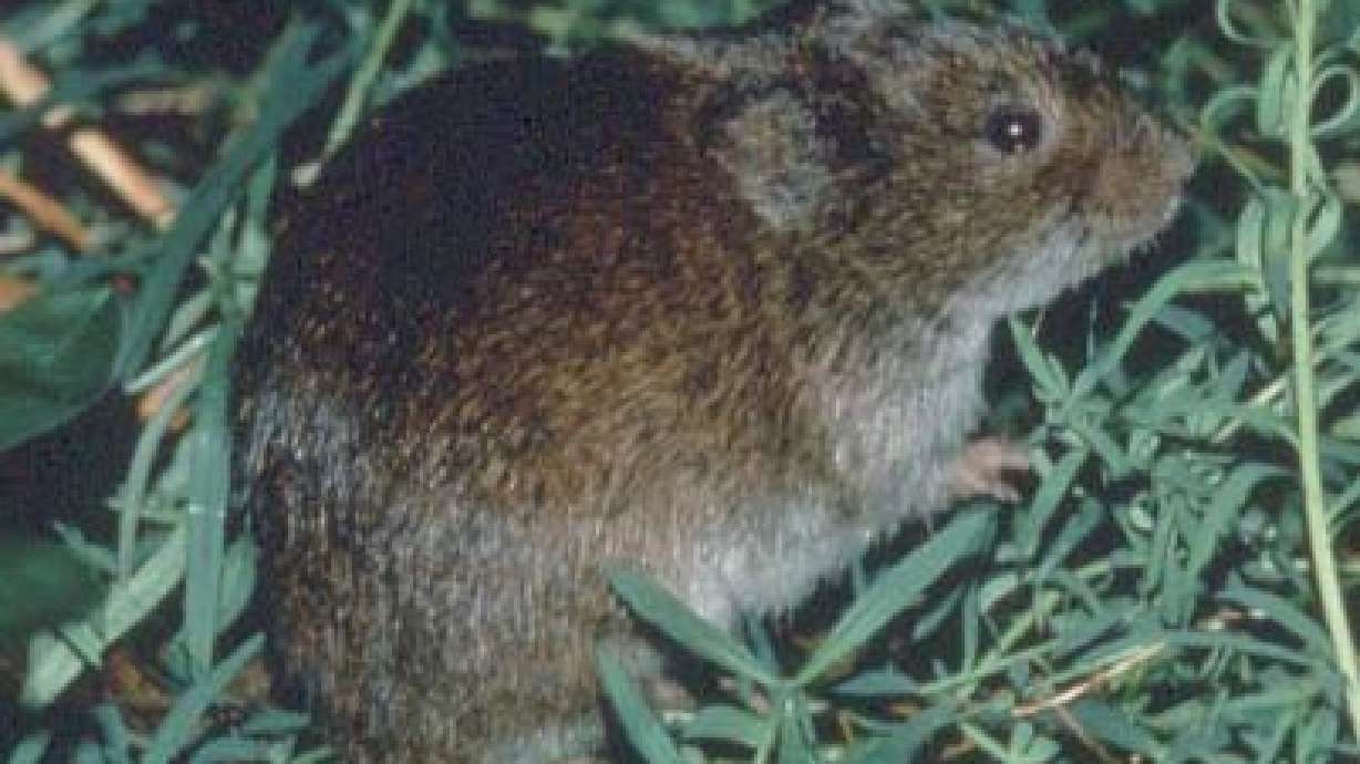 Influx of Voles Infest Tooele County