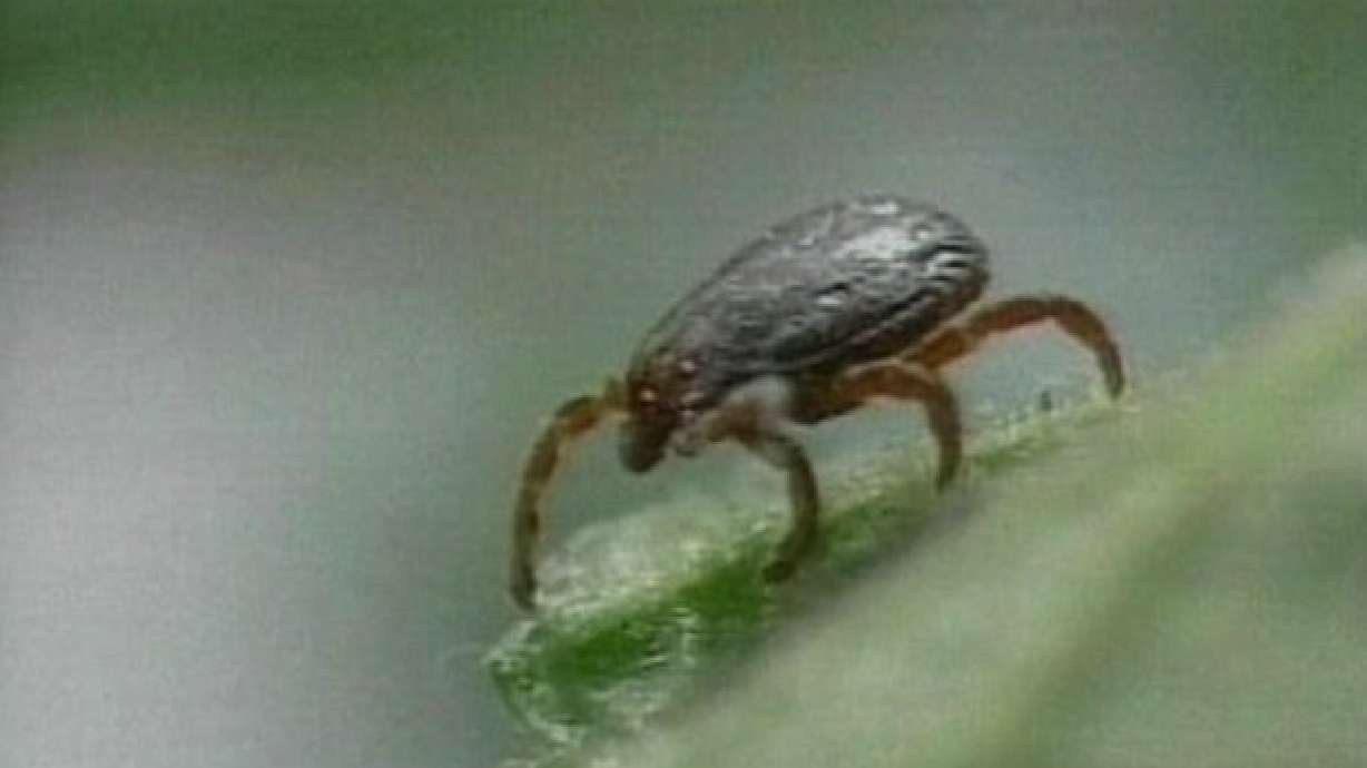 Battle Brews Over Treating Lyme Disease