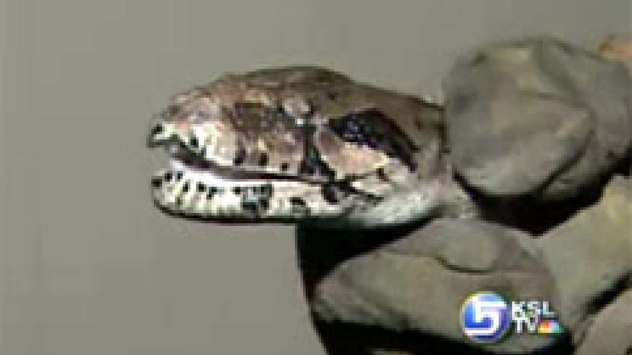 Couple Surprised by 7-foot Snake