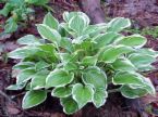 Hosta vs. Houtneea - Know the Difference?