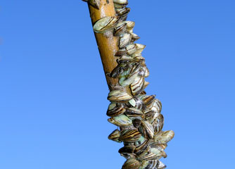Boaters: Be on the Lookout for Zebra Mussels