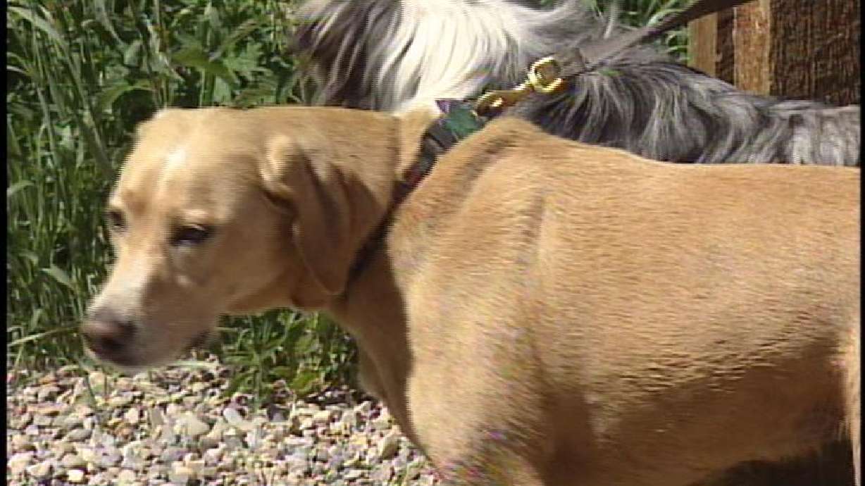 Someone is Mysteriously Poisoning Animals in Salt Lake