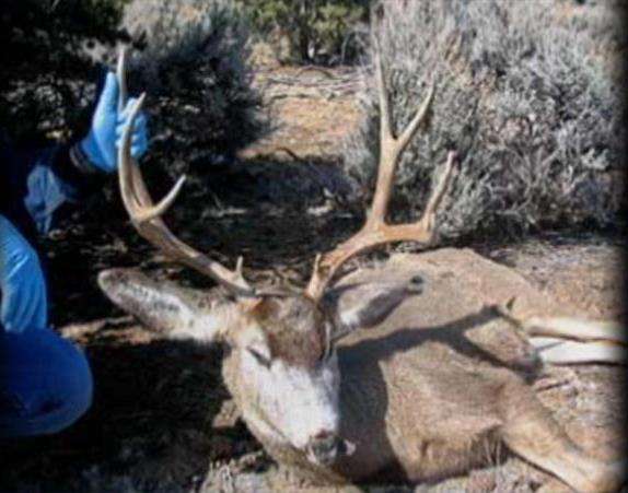 Poaching Continues to be a Problem in Utah