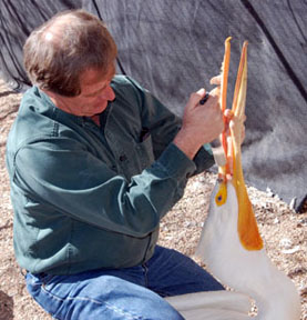 Pelican rescued during migration trip