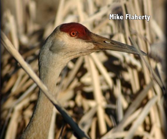 Sandhill Cranes Making Annual Visit to Park City 