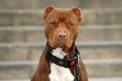 Animal advocates trying to clear misconceptions about pit bulls