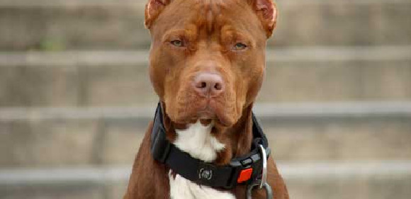 some dog breeds too risky for insurance