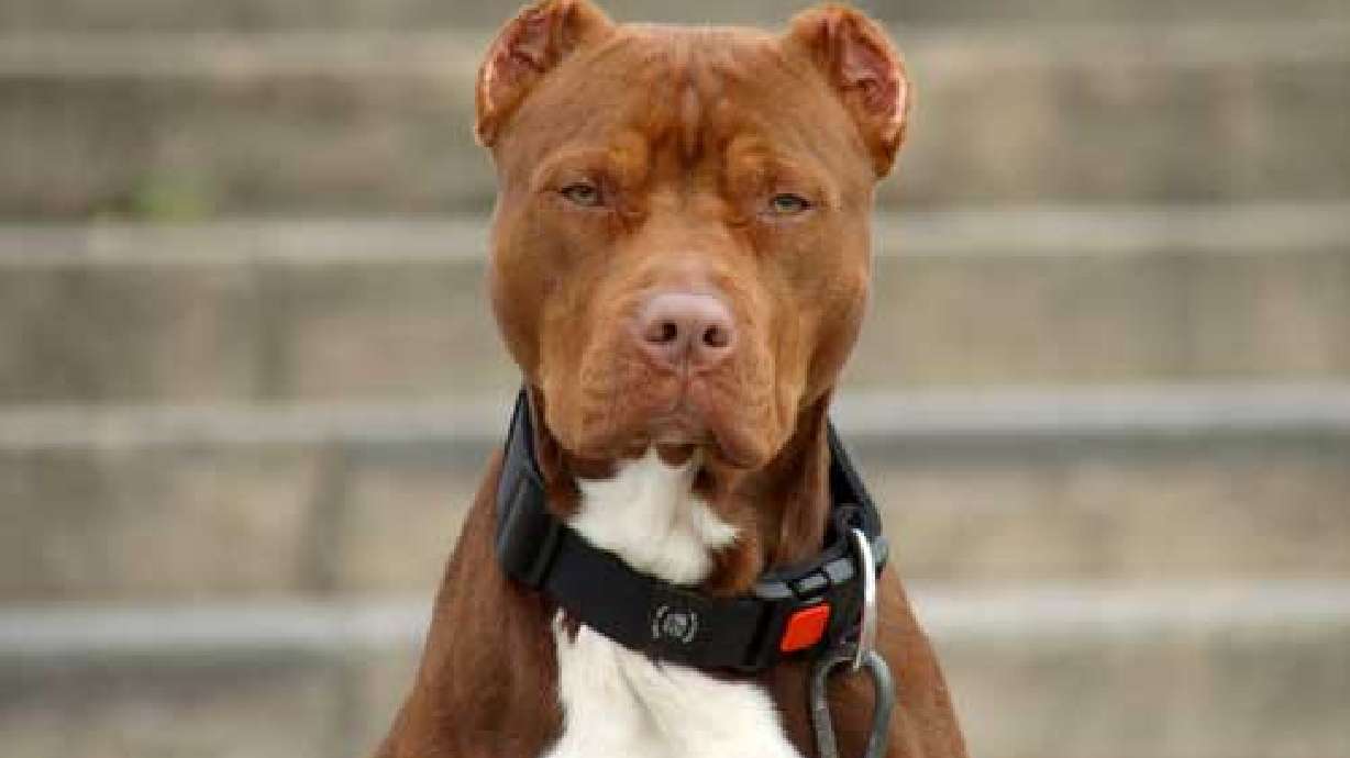 Man charged with using pit bulls in attack