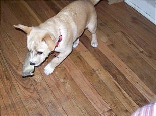 Dog Beating Recorded on Voicemail