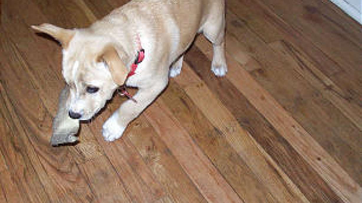 Dog Beating Recorded on Voicemail