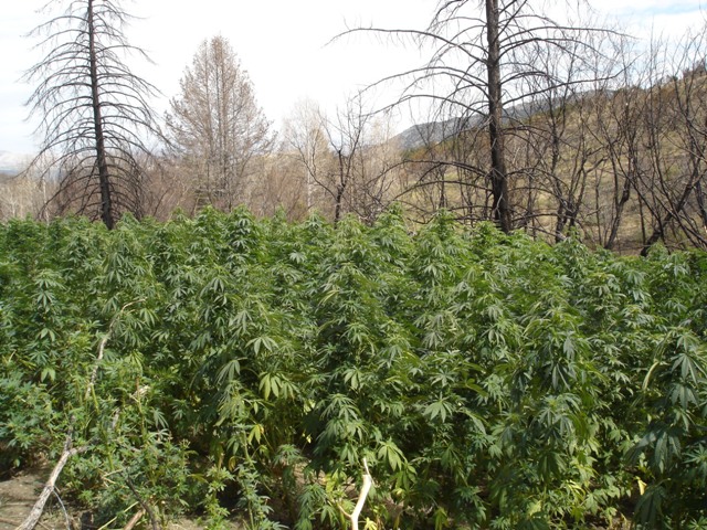 Authorities ask for help spotting marijuana farms
