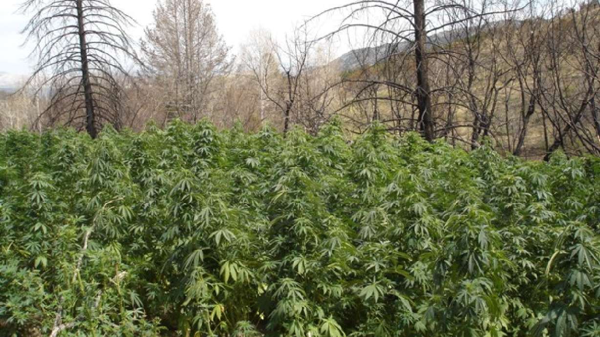 Authorities ask for help spotting marijuana farms