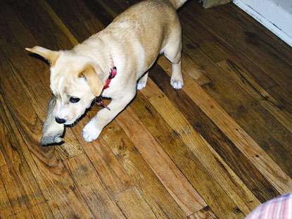 Picture of puppy before abuse.